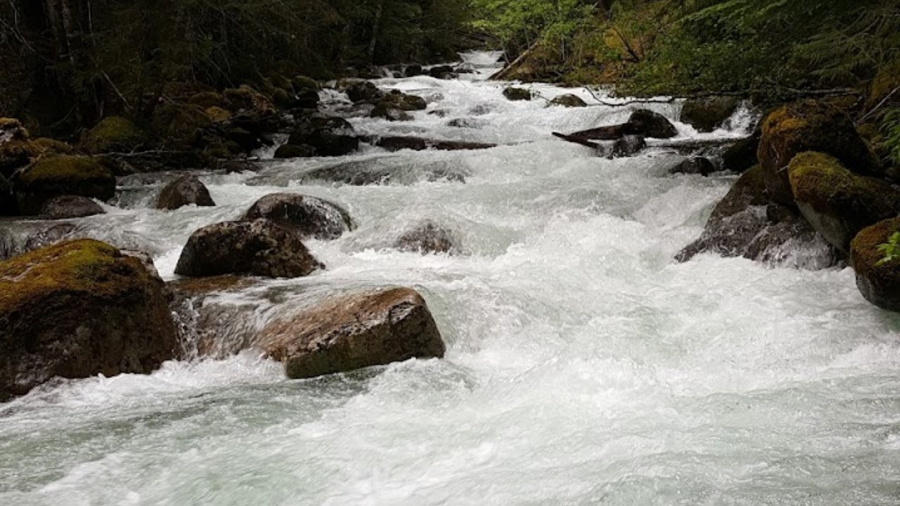 Forest creek