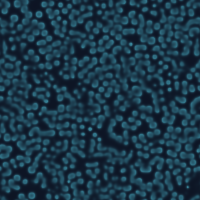 Dense worm-like teal channels resembling brain coral.